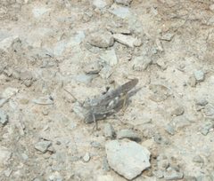 Trimerotropis sparsa P0008420a by {{{name}}}. Used under a CC BY-SA 4.0 license.