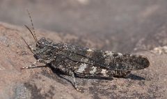 Trimerotropis verruculata by Mike Boone. Used under a CC BY-SA 2.5 license.
