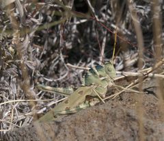 Tropidolophus formosus P1310488a by 
xpda. Used under a CC BY-SA 4.0 license.