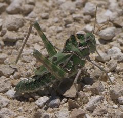 Tropidolophus formosus P1490418a by 
xpda. Used under a CC BY-SA 4.0 license.
