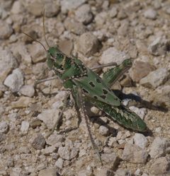 Tropidolophus formosus P1490425a by 
xpda. Used under a CC BY-SA 4.0 license.