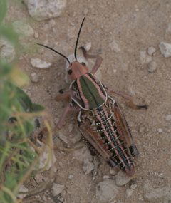 Brachystola magna P1100139a by 
xpda. Used under a CC BY-SA 4.0 license.