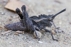 Dracotettix monstrosus by Ken-ichi Ueda. Used under a CC BY 4.0 license.