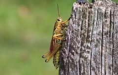 Romalea microptera 357615048 by Gary T. Leavens. Used under a CC BY-SA 4.0 license.