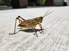Romalea microptera Heuschrecke by Dee.lite. Used under a CC BY-SA 4.0 license.