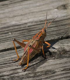 Romalea microptera P1090970a by 
xpda. Used under a CC BY-SA 4.0 license.