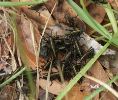 Romalea microptera PICT3340a by 
xpda. Used under a CC BY-SA 4.0 license.