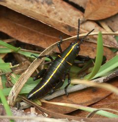Romalea microptera PICT3344a by 
xpda. Used under a CC BY-SA 4.0 license.