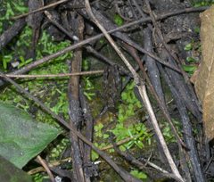 Tettigidea armata P1560708a by 
xpda. Used under a CC BY-SA 4.0 license.