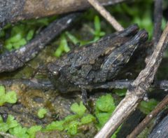 Tettigidea armata P1560712a by
xpda. Used under a CC BY-SA 4.0 license.
