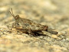 Aztec Pygmy Grasshopper - Flickr - treegrow by Katja Schulz from Washington, D. C., USA. Used under a CC BY 2.0 license.