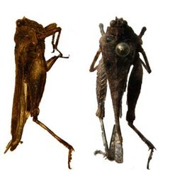 P cucullatus by Cody Hough. Used under a CC BY-SA 3.0 license.