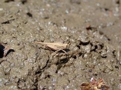 Tetrix subulata femelle 20220511 Remi Chabert CC BY SA 4.0 by Rémi Chabert. Used under a CC BY-SA 4.0 license.