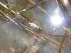 Tetrix subulata immersion sous eau La tour de salvagny Remi Chabert CC BY SA 4.0 by Rémi Chabert. Used under a CC BY-SA 4.0 license.