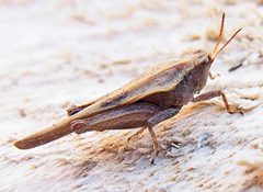 Tetrix subulata natur by Siga]. Used under a CC BY-SA 3.0 license.