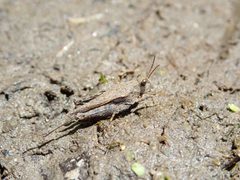 Tetrix subulata pronotum court sur vase Pont Chabrol 20210612 Remi Chabert CC BY SA 4.0 by Rémi Chabert. Used under a CC BY-SA 4.0 license.