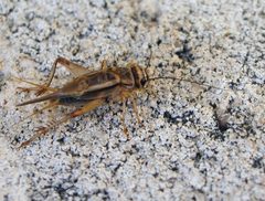 Acheta-domestica-1 by wikipedia. Used under a CC BY-SA 2.1 es license.