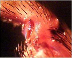 Acheta domesticus - hinge 4x by Philipp Weigell. Used under a CC BY 3.0 license.