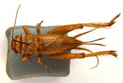 Acheta domesticus 1 1 by Franziska Walz. Used under a CC BY-SA 3.0 license.