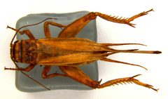 Acheta domesticus 4 2 by Franziska Walz. Used under a CC BY-SA 3.0 license.