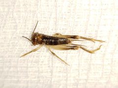 Anurogryllus arboreus by Arturo Santos. Used under a CC BY 4.0 license.