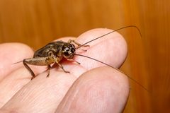 Gryllus assimilis by Jon Glittenberg. Used under a CC BY-SA 4.0 license.