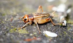Gryllus assimilis male 02 by Schönitzer. Used under a CC BY-SA 3.0 license.
