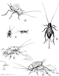 Snodgrass Gryllus assimilis by R. E. Snodgrass. Used under a Public domain license.