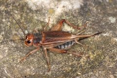 Steppengrille Gryllus assimilis by Holger Krisp. Used under a CC BY 4.0 license.