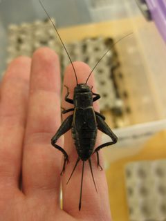 Gryllus ovisopis female 01a 01 by Kevinjudge. Used under a CC BY-SA 4.0 license.