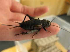 Gryllus ovisopis female 01b by Kevinjudge. Used under a CC BY-SA 4.0 license.