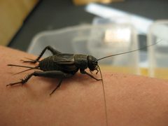 Gryllus ovisopis female 01c by Kevinjudge. Used under a CC BY-SA 4.0 license.