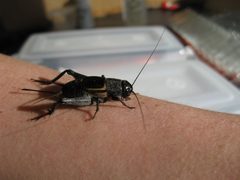 Gryllus ovisopis female 01d by Kevinjudge. Used under a CC BY-SA 4.0 license.