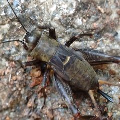 Field cricket at Mechode Padur by വരി വര. Used under a CC BY-SA 4.0 license.