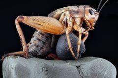 Velarifictorus micado by USGS Native Bee Inventory and Monitoring Laboratory. Used under a Public domain license.
