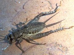 Velarifictorus micado-paralyzed dorsal by Peterwchen. Used under a CC BY-SA 4.0 license.