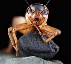 Velarifictorus micado front by USGS Native Bee Inventory and Monitoring Laboratory. Used under a Public domain license.