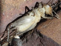 Velarifictorus micado paralyzed ventral by Peterwchen. Used under a CC BY-SA 4.0 license.