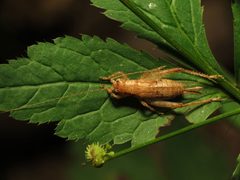 Jumping Bush Cricket - Flickr - treegrow by Katja Schulz from Washington, D. C., USA. Used under a CC BY 2.0 license.