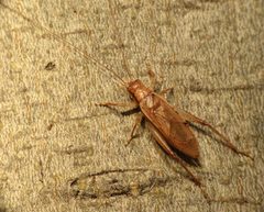 Jumping Bush Cricket Male - Flickr - treegrow by Katja Schulz from Washington, D. C., USA. Used under a CC BY 2.0 license.