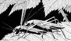 Snodgrass Oecanthus angustipennis by wikipedia. Used under a Public domain license.