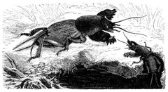 Gryllotalpa-gryllotalpa-brehms-tierleben by wikipedia. Used under a Public domain license.