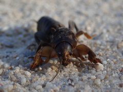 Gryllotalpa gryllotalpa Juvenile Brenne 20180630 Remi Chabert CC BY SA 4.0 by Rémi Chabert. Used under a CC BY-SA 4.0 license.