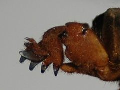 Leg of Gryllotalpa by wikipedia. Used under a CC BY-SA 3.0 license.