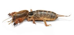 Mole cricket02 by wikipedia. Used under a GFDL 1.2 license.