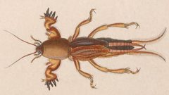 Neocurtilla hexadactyla by Orbigny, Alcide Dessalines d'; Richard, Achille; Sagra, Ramón de la. Used under a Public domain license.