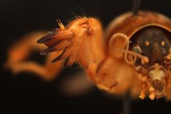 Northern Mole Cricket by insectsunlocked. Used under a CC0 license.
