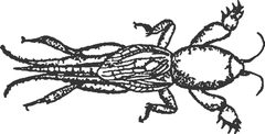 Schemazeichnung neocortilla hexadactyla by The original uploader was Roger Zenner at German Wikipedia.. Used under a CC BY-SA 2.0 de license.
