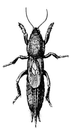 Snodgrass Neocurtilla hexadactyla by wikipedia. Used under a Public domain license.