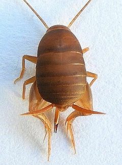 Myrmecophilus pergandei by jim eckert 49. Used under a CC BY 4.0 license.